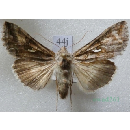 Autographa buraetica (Staudinger, 1892) Błyszczka Slovakia44j